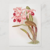 Vintage botanische Illustration Postkarte (Vorderseite)