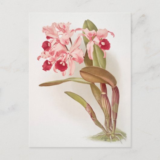 Vintage botanische Illustration Postkarte (Vorderseite)
