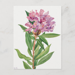 Vintage botanische Illustration Postkarte