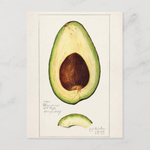 Vintage botanische Illustration Postkarte