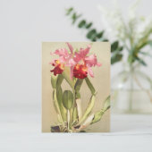 Vintage botanische Illustration Postkarte (Stehend Vorderseite)