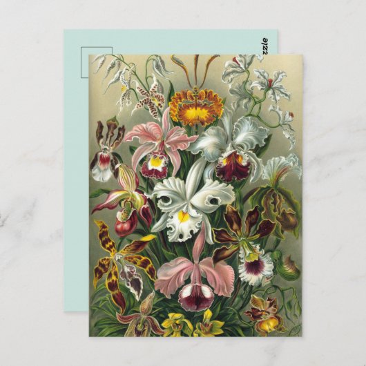 Vintage botanische Illustration Postkarte (Vorne/Hinten)