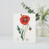 Vintage botanische Illustration Postkarte (Stehend Vorderseite)