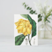 Vintage botanische Illustration Postkarte (Stehend Vorderseite)