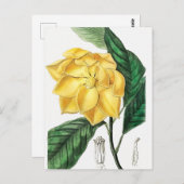 Vintage botanische Illustration Postkarte (Vorne/Hinten)