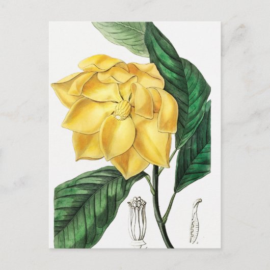 Vintage botanische Illustration Postkarte (Vorderseite)