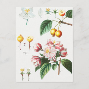 Vintage botanische Illustration Postkarte
