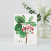 Vintage botanische Illustration Postkarte (Stehend Vorderseite)