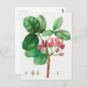 Vintage botanische Illustration Postkarte (Vorne/Hinten)