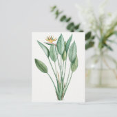 Vintage botanische Illustration Postkarte (Stehend Vorderseite)
