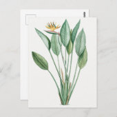 Vintage botanische Illustration Postkarte (Vorne/Hinten)