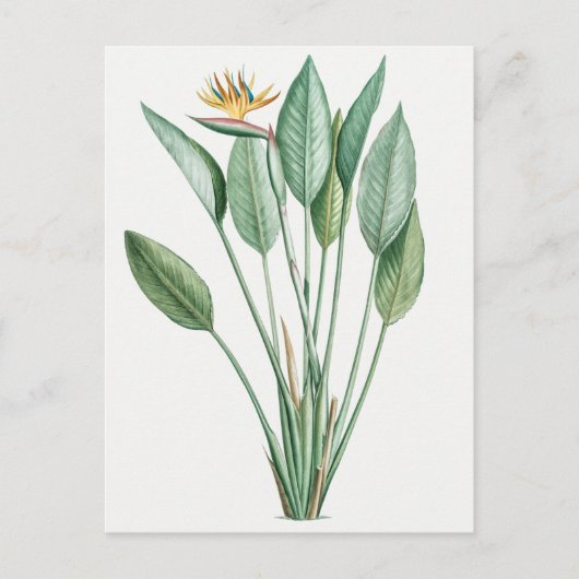 Vintage botanische Illustration Postkarte (Vorderseite)