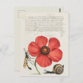 Vintage botanische Illustration Postkarte (Vorne/Hinten)