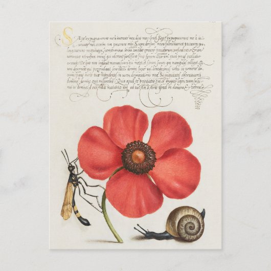 Vintage botanische Illustration Postkarte (Vorderseite)