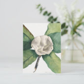 Vintage botanische Illustration Postkarte (Stehend Vorderseite)