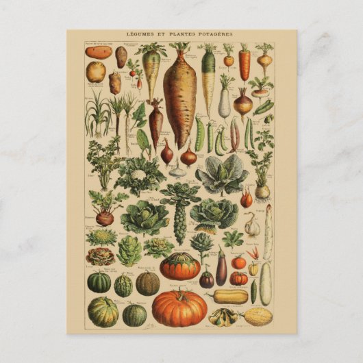 Vintage botanische Illustration Postkarte (Vorderseite)