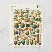 Vintage botanische Illustration Postkarte (Vorne/Hinten)
