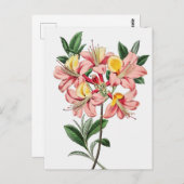 Vintage botanische Illustration Postkarte (Vorne/Hinten)