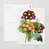 Vintage botanische Illustration Postkarte (Vorne/Hinten)