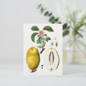 Vintage botanische Illustration Postkarte (Stehend Vorderseite)