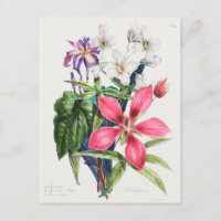 Vintage botanische Illustration