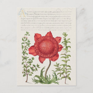 Vintage botanische Illustration Postkarte