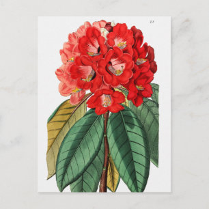 Vintage botanische Illustration Postkarte