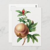 Vintage botanische Illustration Postkarte (Vorne/Hinten)
