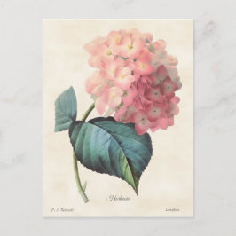 Vintage botanische Illustration Postkarte