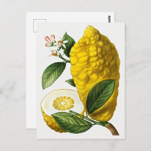 Vintage botanische Illustration Postkarte (Vorne/Hinten)