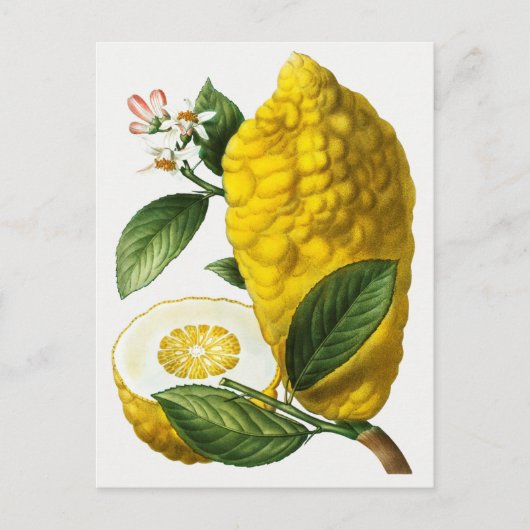 Vintage botanische Illustration Postkarte (Vorderseite)