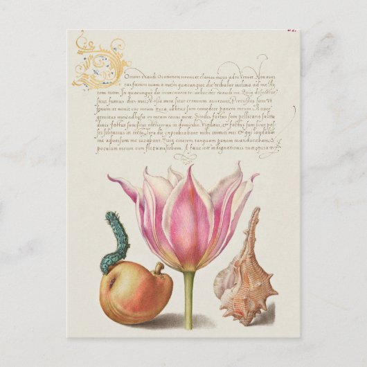 Vintage botanische Illustration Postkarte (Vorderseite)