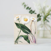 Vintage botanische Illustration Postkarte (Stehend Vorderseite)