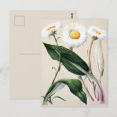 Vintage botanische Illustration Postkarte (Vorne/Hinten)