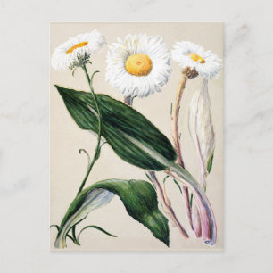 Vintage botanische Illustration Postkarte