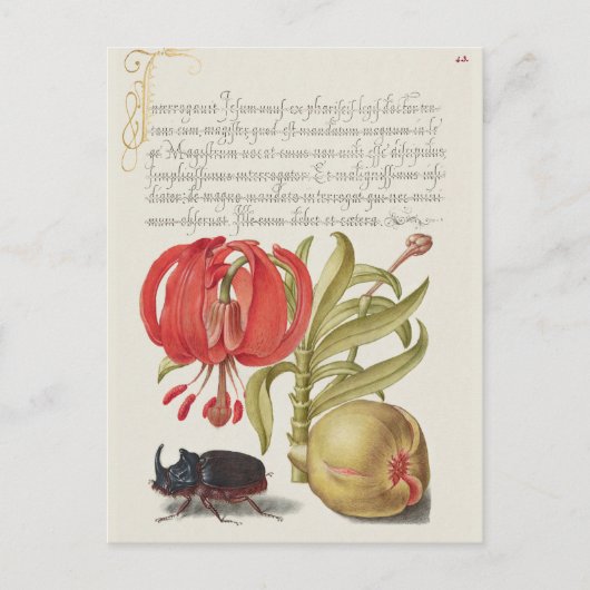 Vintage botanische Illustration Postkarte (Vorderseite)