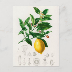 Vintage botanische Illustration Postkarte