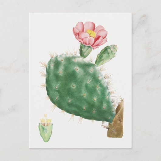 Vintage botanische Illustration Postkarte (Vorderseite)