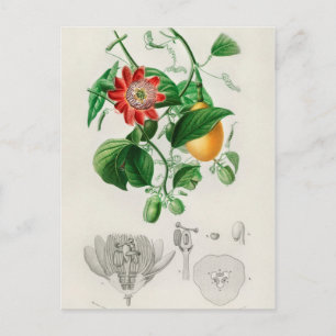 Vintage botanische Illustration Postkarte