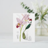 Vintage botanische Illustration Postkarte (Stehend Vorderseite)