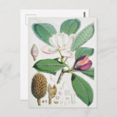Vintage botanische Illustration Postkarte (Vorne/Hinten)
