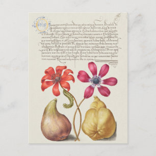 Vintage botanische Illustration Postkarte