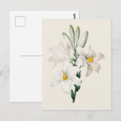 Vintage Botanische Illustration Postkarte (Vorne/Hinten)