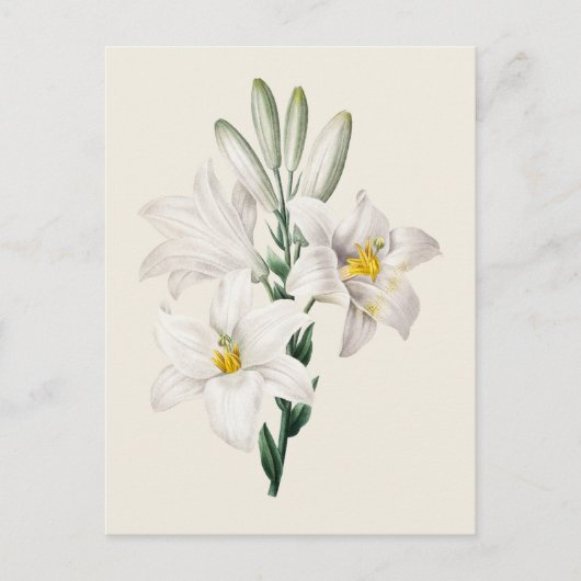 Vintage Botanische Illustration Postkarte (Vorderseite)