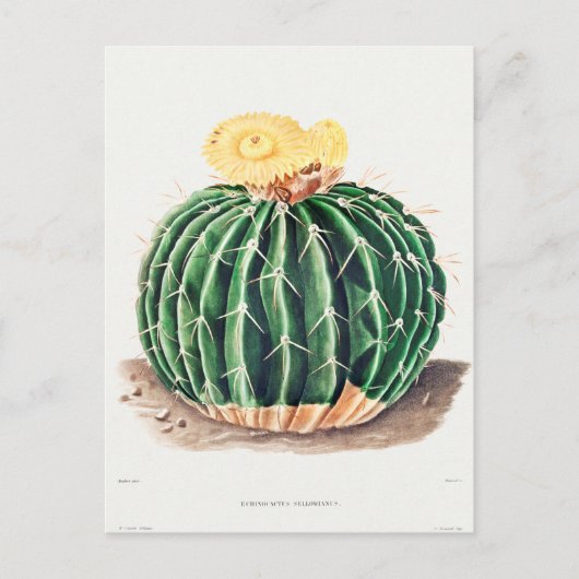Vintage botanische Illustration Postkarte (Vorderseite)