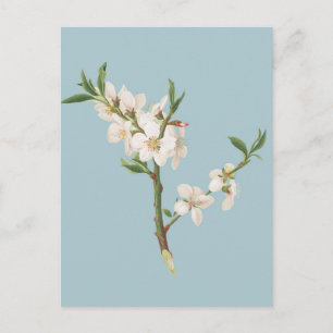 Vintage botanische Illustration Postkarte