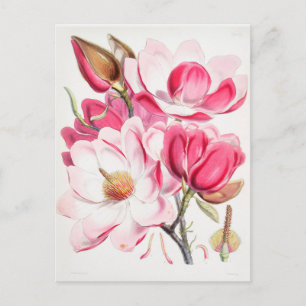 Vintage botanische Illustration Postkarte
