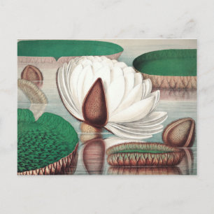 Vintage botanische Illustration Postkarte