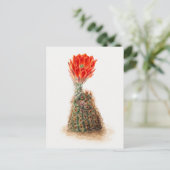 Vintage botanische Illustration Postkarte (Stehend Vorderseite)