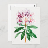 Vintage botanische Illustration Postkarte (Vorne/Hinten)